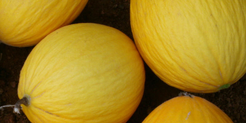 Melon_Amarillo_vertical